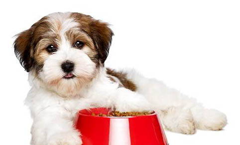 冠能幼犬狗糧如何呢