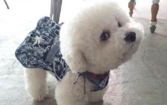 如何判斷比熊是否生氣
