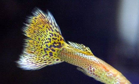 吉拉德鳉魚好養嗎