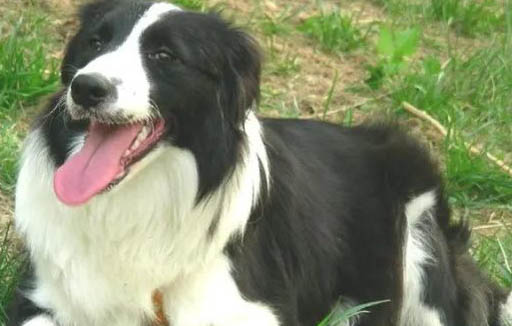 選購英國古代牧羊犬時要注意什么
