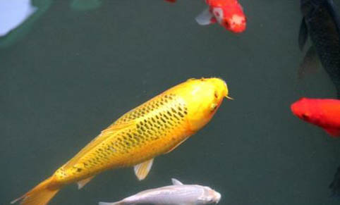 觀賞魚拒食的原因及處理方法