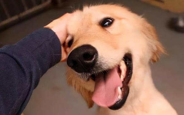 為什么狗狗老掉口水舔人