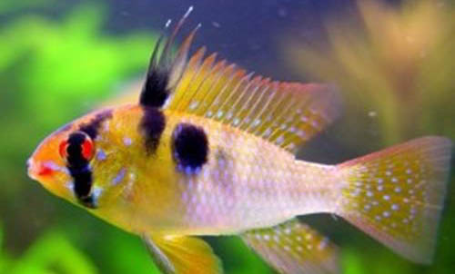 魚缸養魚知識