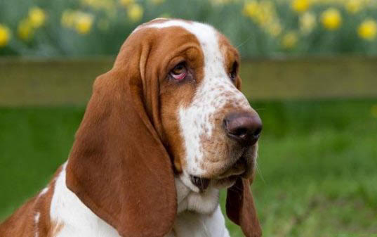 小狗犬瘟熱初期癥狀有哪些
