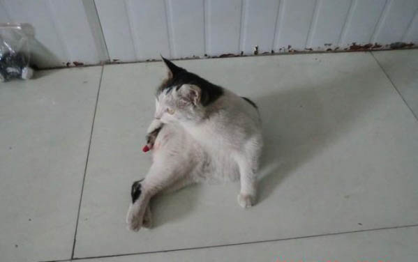 怎么和貓咪親近我
