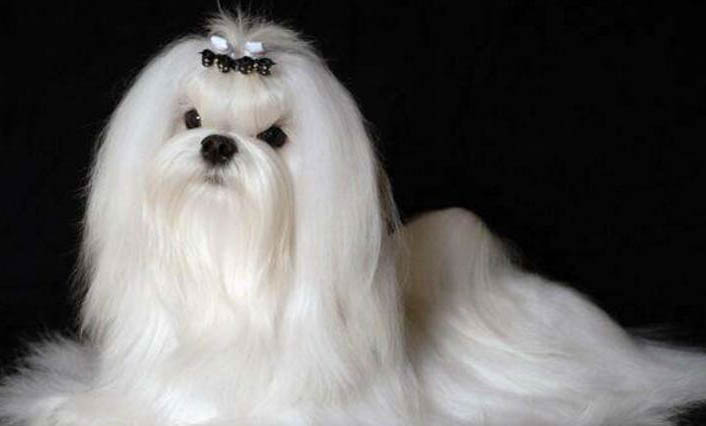 不掉毛的小型犬有哪些