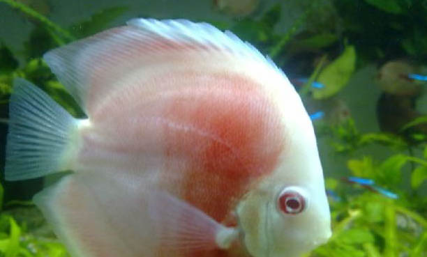 七彩神仙魚可以和鸚鵡魚混養嗎
