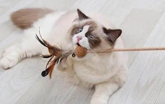 假如貓從世界上消失