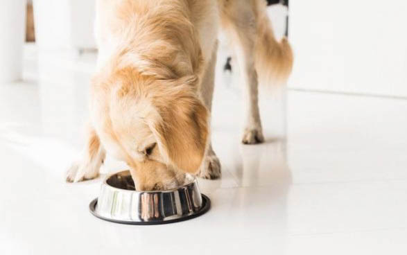 金毛犬不打疫苗可以嗎
