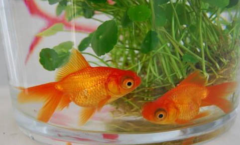 奶瓶飼喂觀賞魚的好處