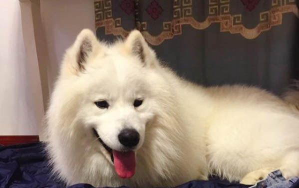 訓練狗狗大小便的方法有哪些