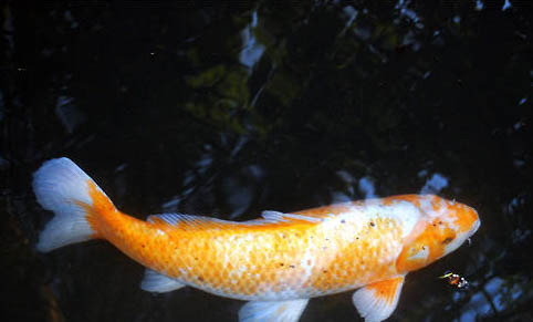 魚缸放維生素c注意事項