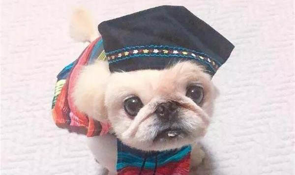 狗狗不能吃葡萄的原因是什么