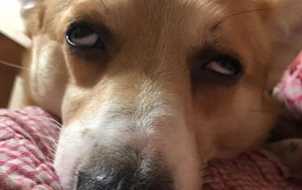 狗狗老死和病死的區別有哪些