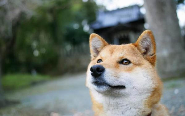 狗狗細小病毒的癥狀初期?