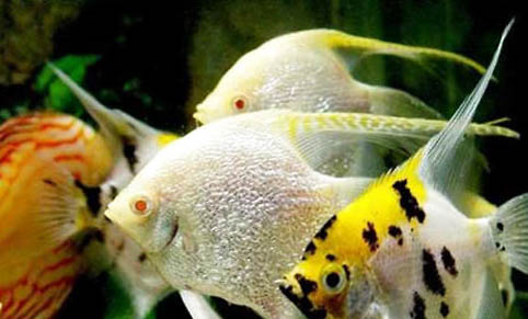 不用增氧泵怎么給魚缸增氧