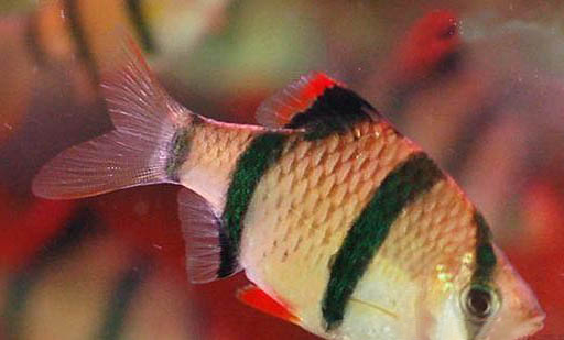 混養(yǎng)地圖魚(yú)需要什么條件