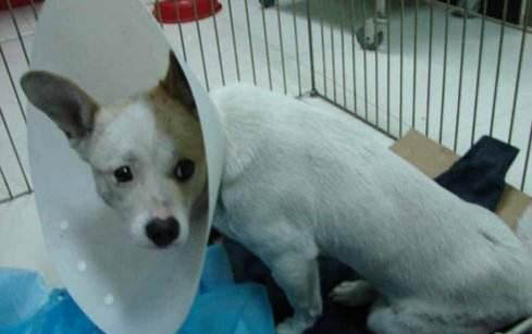 狗狗不吃東西還嘔吐怎么辦