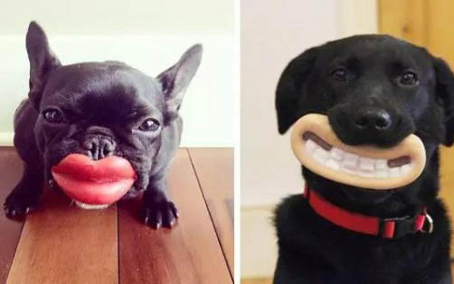 狗狗懷孕周期