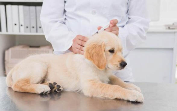 3個月幼犬吃多少奶糕