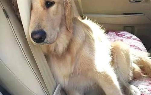狗狗為什么會出現嘔吐