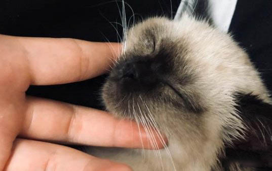 小貓發燒癥狀能自愈嗎