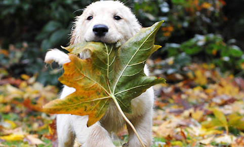 如何挑選可卡犬幼犬狗糧呢