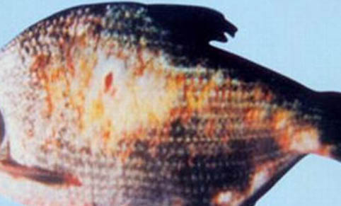 鱸魚(yú)愛(ài)吃什么餌料