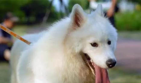 狗狗發燒嘔吐是犬瘟癥狀嗎?