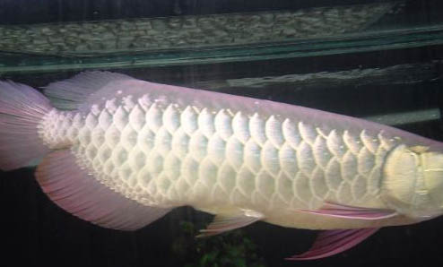 釣魚散炮餌料制作方法是什么