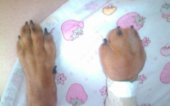 小狗得了犬瘟有救嗎?