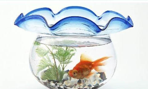 離水也能活的魚有哪些