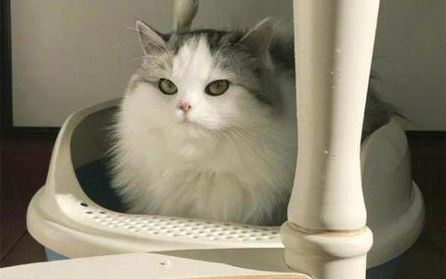 新生小貓不吃奶老叫喚什么病