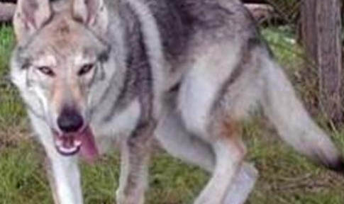 中國可以養捷克狼犬嗎