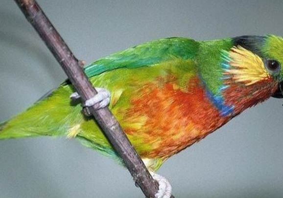 玄鳳鸚鵡孵化期是多少天