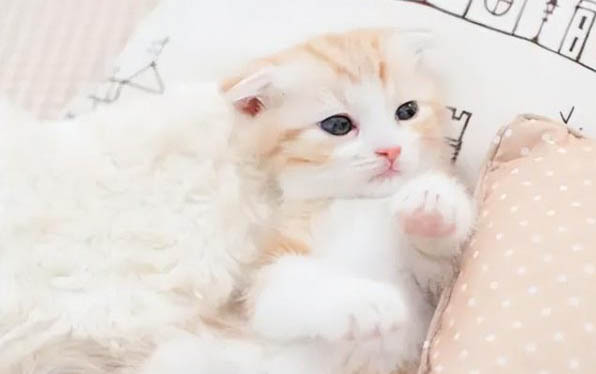 貓咪可以吃狗糧嗎?