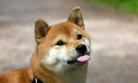 豆柴犬和柴犬哪個貴