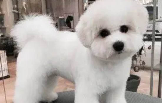 比熊犬價格多少錢一只