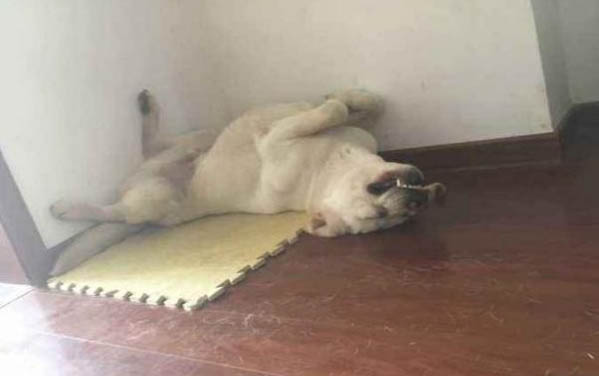 拉布拉多和家狗生是什么樣子的好看