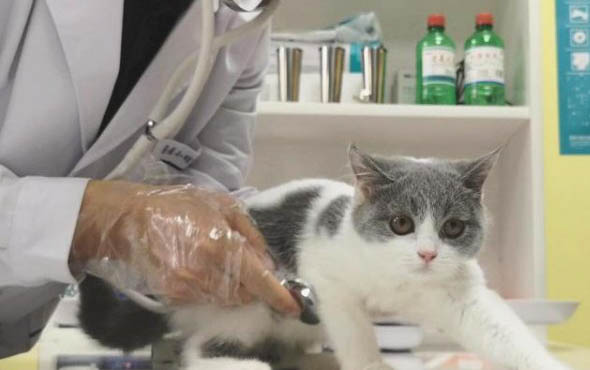 出生小貓多久可以獨自吃食