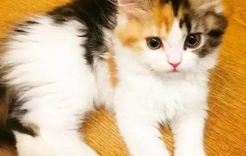 為什么三花貓不能養?