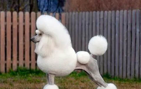 貴賓犬如何訓練