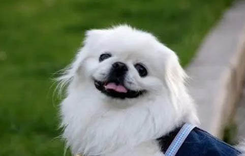 常見犬品種大全
