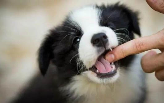 犬瘟的狗多久會死