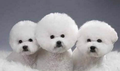 比熊犬淚痕的產生原因及處理方法