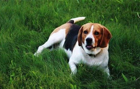 平毛尋回獵犬老喝水是什么原因