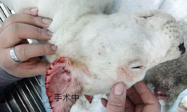 杜高犬要多久晚上才不叫