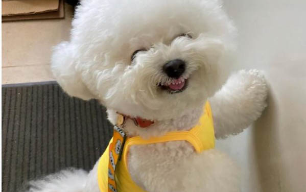 狗狗拉血了還有救嗎?