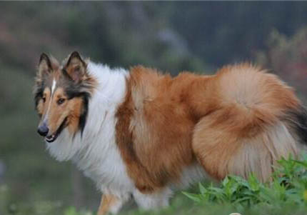 哪里有賣邊境牧羊犬