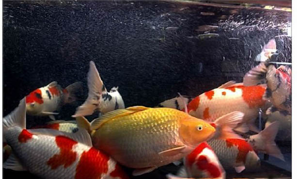 錦鯉和什么魚可以混養?